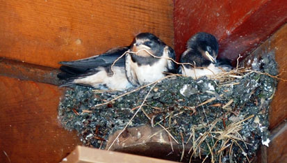 Zwei Rauchschwalben in ihrem Nest